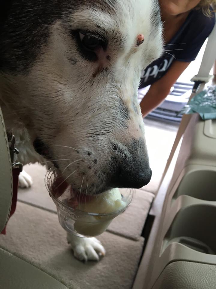 How many times can you say that an organisation in need of volunteers has asked you to eat and share ice cream as part of your community service? That’s one of many things that the Silver Muzzle Cottage Rescue & Hospice Program (SMC) has deemed as “medicine” for their dogs in and out of hospice.
