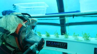 Nemo&#8217;s Garden: these futuristic underwater farms could be a viable solution to future food security