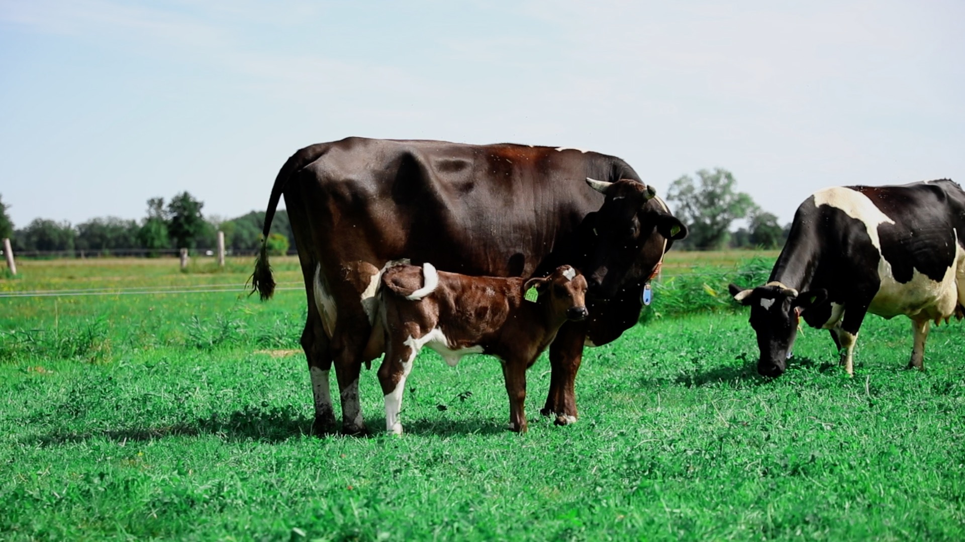 Die koeien krijgen elk jaar kalveren, zodat ze melk blijven geven. Bijna alle kalveren worden direct na de geboorte bij de moederkoe weggehaald. Ongeveer 45 veehouders in Nederland houden koe en kalf wel bij elkaar. Kalverliefde werkt samen met drie van deze boeren.