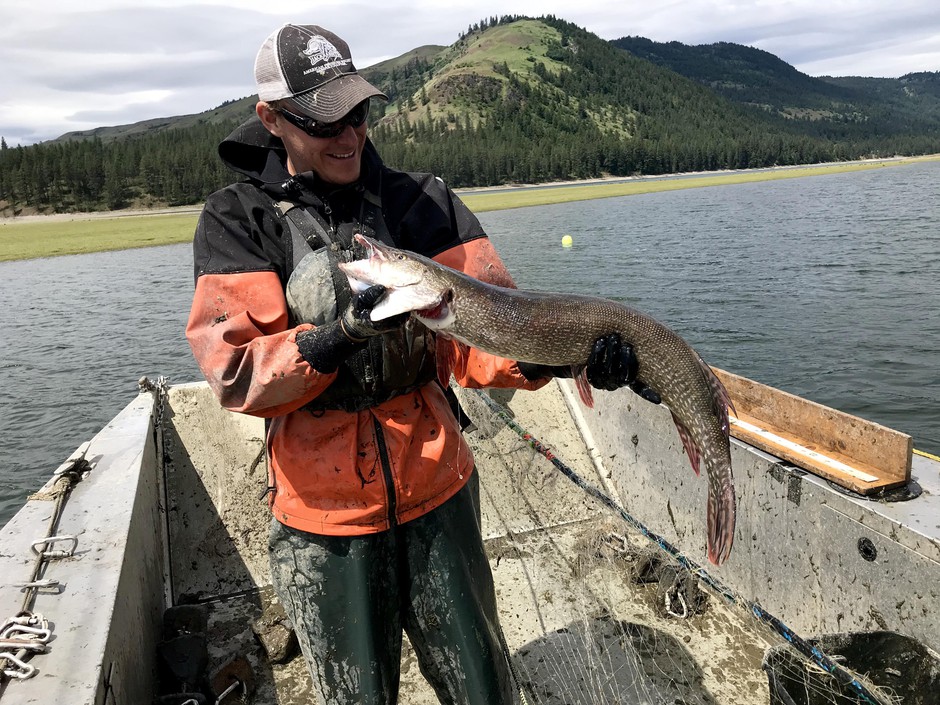 The Colville Tribes has an aggressive removal program for the toothy predators. In May 2019, wildlife managers captured a 28-pound pre-spawned female in the Sanpoil arm of Lake Roosevelt, the Columbia River reservoir created by Grand Coulee Dam.