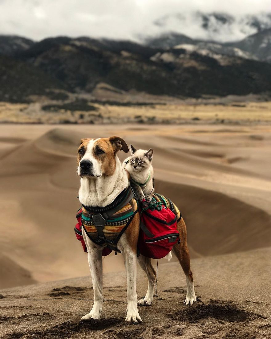— he wanted to play with Henry and snuggle with him. And Baloo refused to be left behind when Henry went out for a hike.