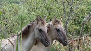 New release of horses advances rewilding in Portugal’s Greater Côa Valley
