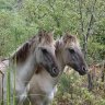 New release of horses advances rewilding in Portugal’s Greater Côa Valley