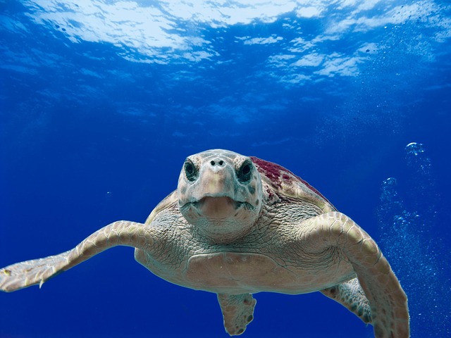 The loggerheads are the only marine turtles nesting in Greece and the Mediterranean. They can be distinguished from other turtles by their large heads, reddish-brown shells and yellow/brown skin, while they are considered to be one of the oldest species in the world.