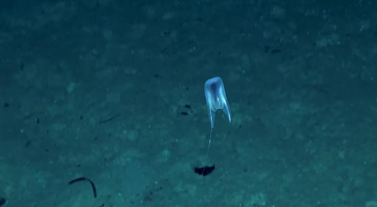 The ctenophore has long tentacles. It moved like a hot air balloon attached to the seafloor on two lines, maintaining a specific altitude above the seafloor, although whether it’s attached to the seabed, scientists are not sure. We did not observe direct attachment during the dive, but it seems like the organism touches the seafloor.