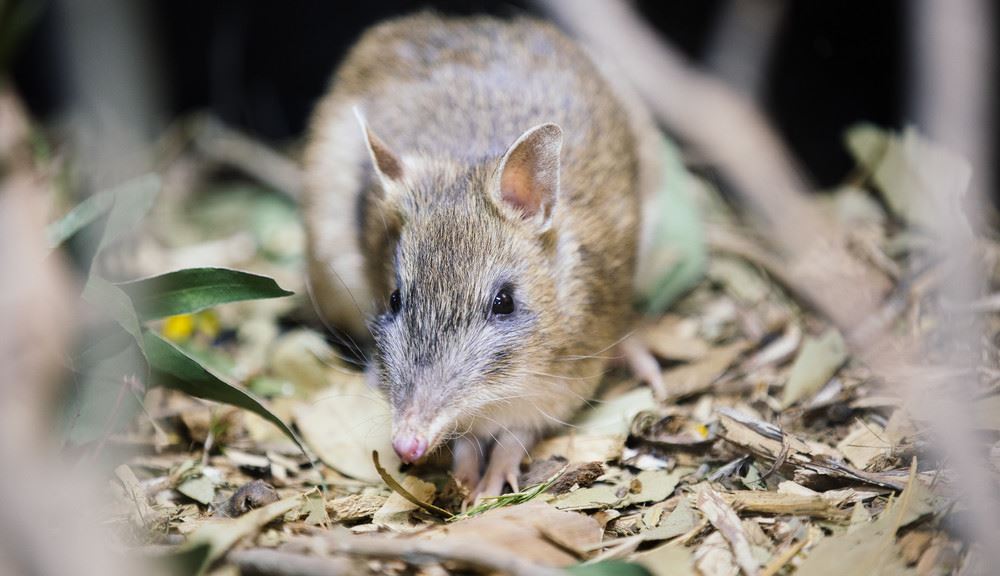 After 30 years of conservation efforts, Victoria’s eastern barred bandicoot population has had its status downgraded from 