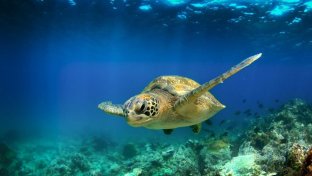 Galápagos: La nueva Reserva Marina prioriza la conservación de las especies del archipiélago