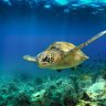 Galápagos: La nueva Reserva Marina prioriza la conservación de las especies del archipiélago