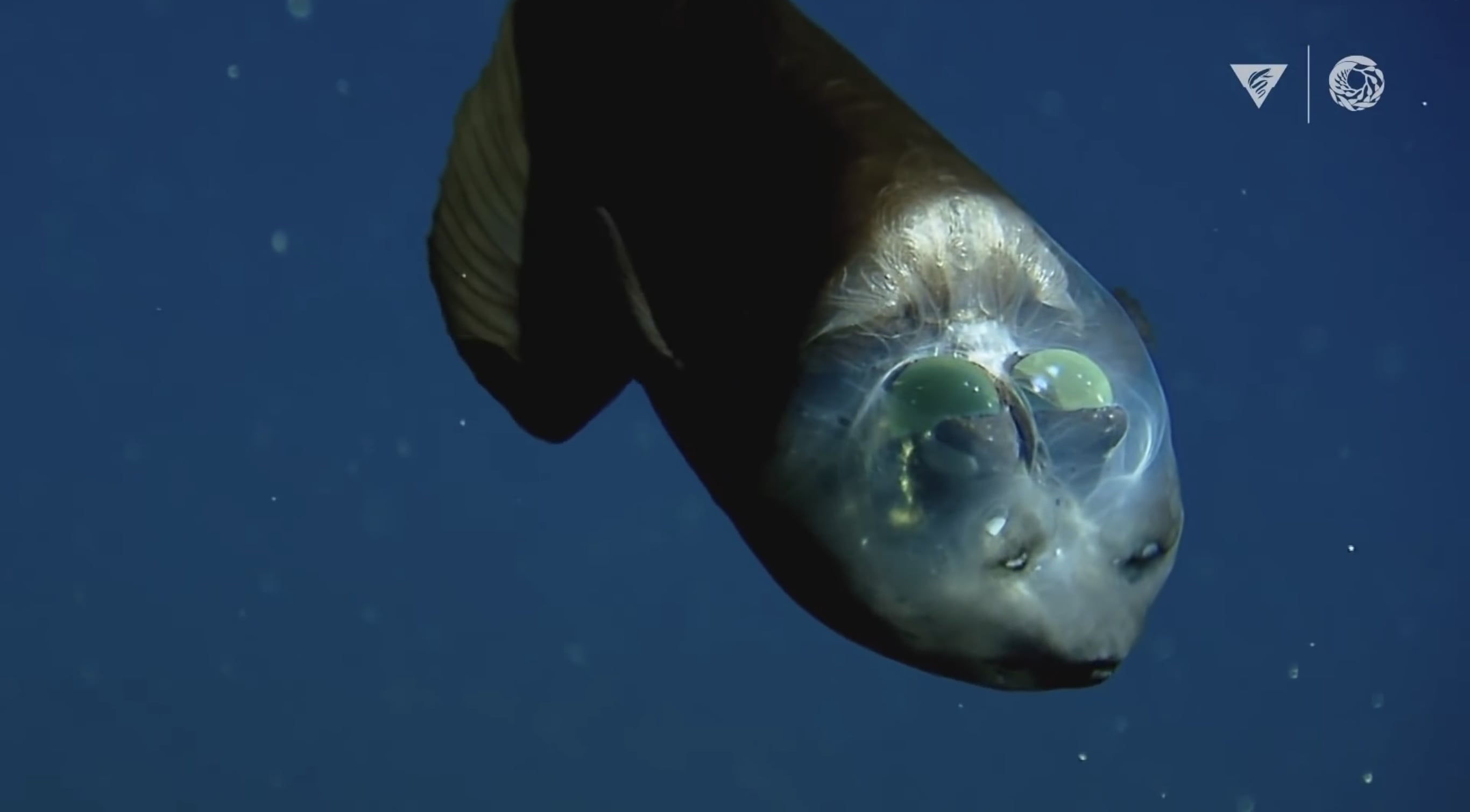 Voted weirdest creature of the deep by the undersea researchers of MBARI