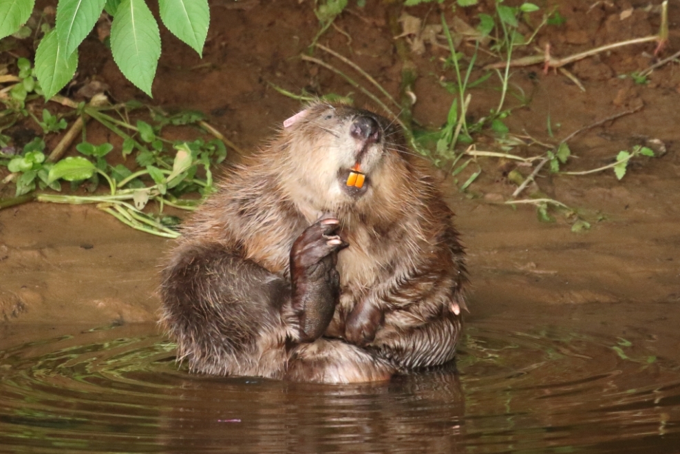 Since then, they have been under observation as part of a trial run by the Devon Wildlife Trust, designed to demonstrate that beavers can have a positive impact on their natural environment and create benefits for the local community.