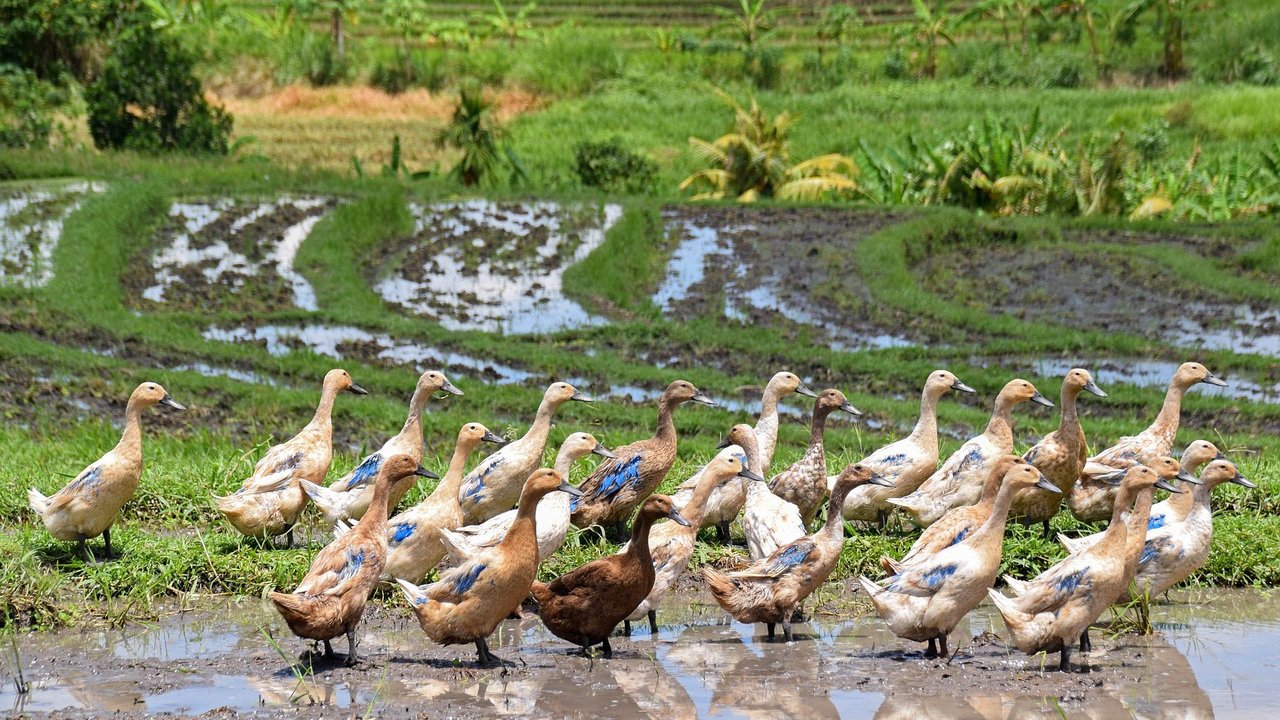 Ducks, not pesticides! An ancient Chinese farming method is catching on with farmers worldwide