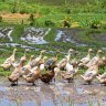 Ducks, not pesticides! An ancient Chinese farming method is catching on with farmers worldwide