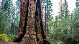 World&#8217;s largest privately owned giant sequoia forest is now protected