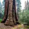 World&#8217;s largest privately owned giant sequoia forest is now protected