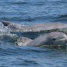 Dolphins Return to Live and Breed in Potomac River Again