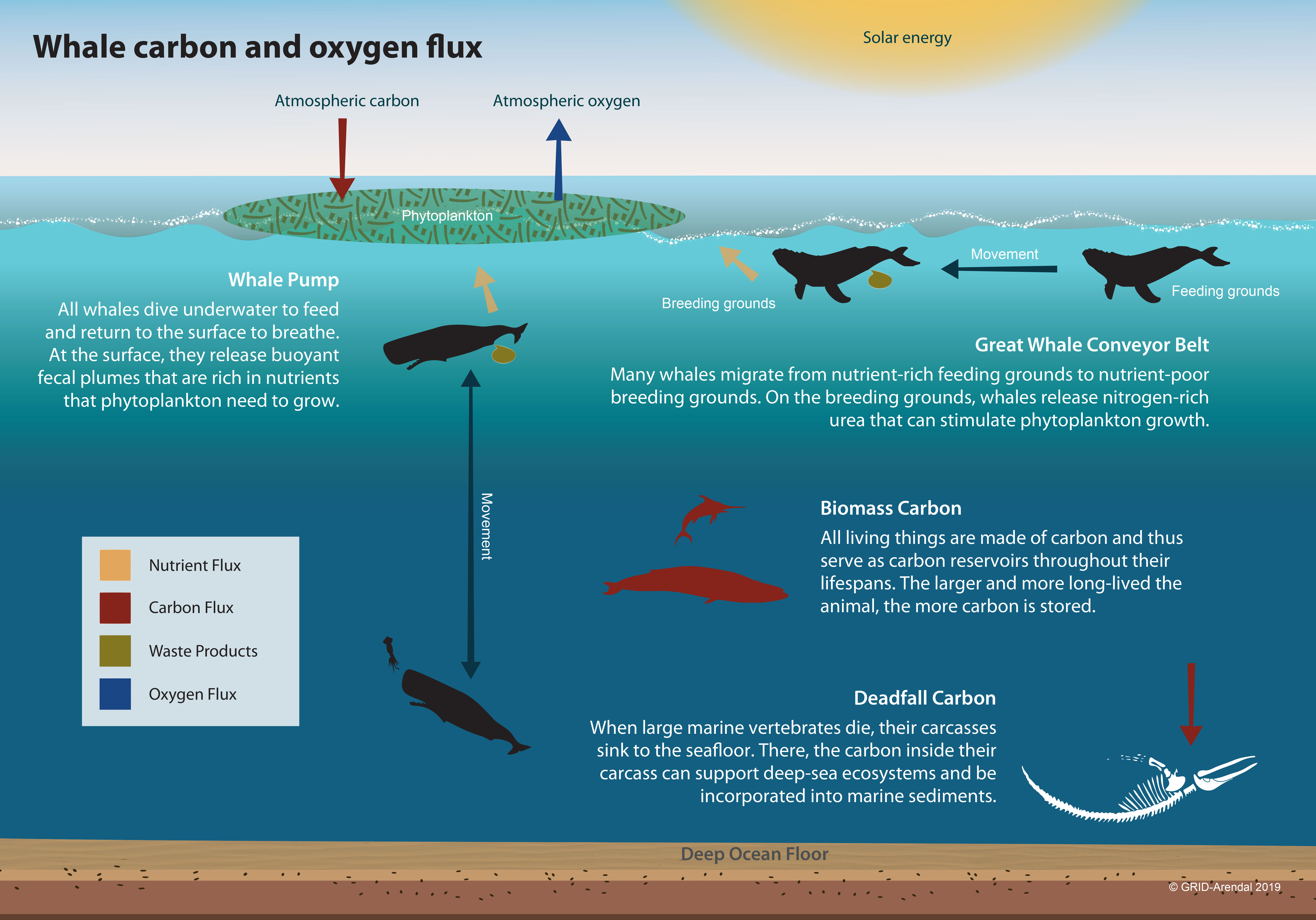 Wherever whales, the largest living things on earth, are found, so are populations of some of the smallest, phytoplankton. These microscopic creatures not only contribute at least 50 percent of all oxygen to our atmosphere, they do so by capturing about 37 billion metric tons of CO2, an estimated 40 percent of all CO2 produced. To put things in perspective, IMF calculates that this is equivalent to the amount of CO2 captured by 1.70 trillion trees—four Amazon forests’ worth—or 70 times the amount absorbed by all the trees in the US Redwood National and State Parks each year. More phytoplankton means more carbon capture.