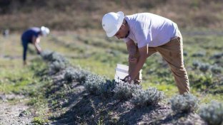 How Ex-Miners are Transforming pit-scarred Landscapes into fragrant Lavender Farms