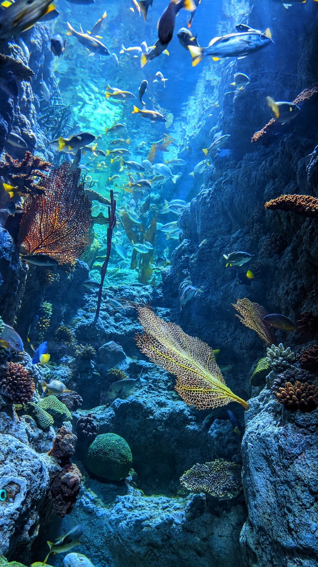 Coral reefs provide food for many fish, which in turn provide food for humans. Around 500 million people depend on the fish found on corals.