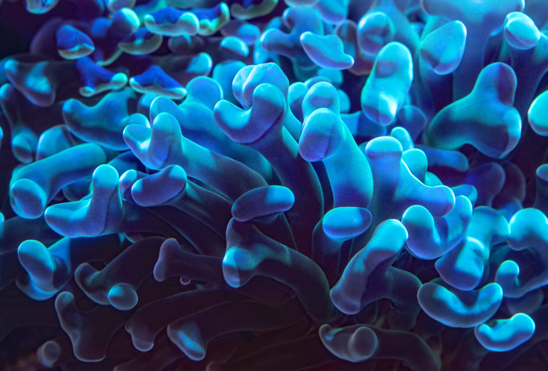 Resarch shows coral reefs began forming 240 million years ago. Established corals today date between 5,000-10,000 years.