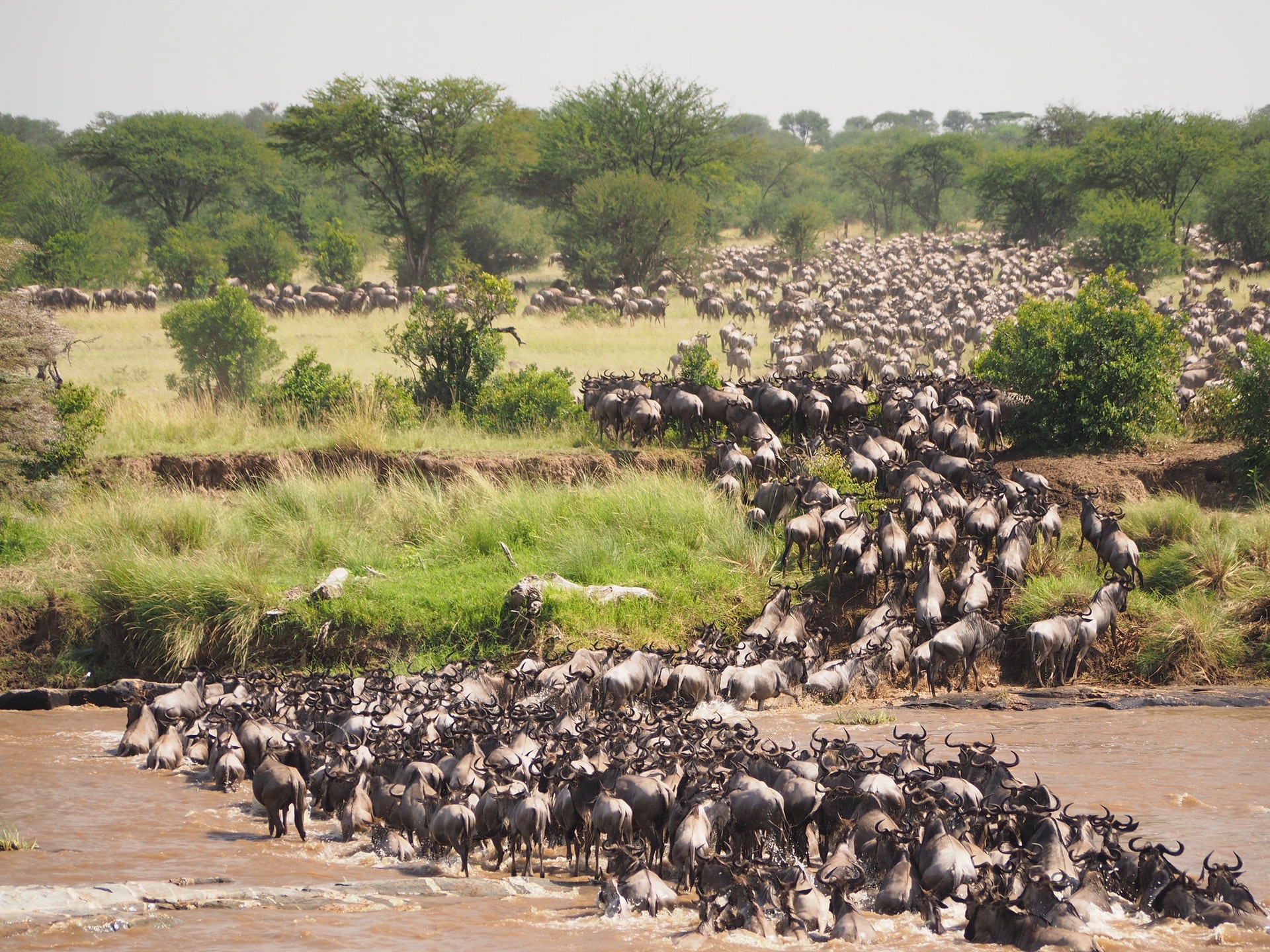 Gracias a estos expertos en carbono de pezuña hendida, el Serengeti absorbe ahora 8 millones de toneladas adicionales de carbono al año. Imagen: La gran migración de ñus cruzando el río Mara en el Parque Nacional del Serengeti - Tanzania.