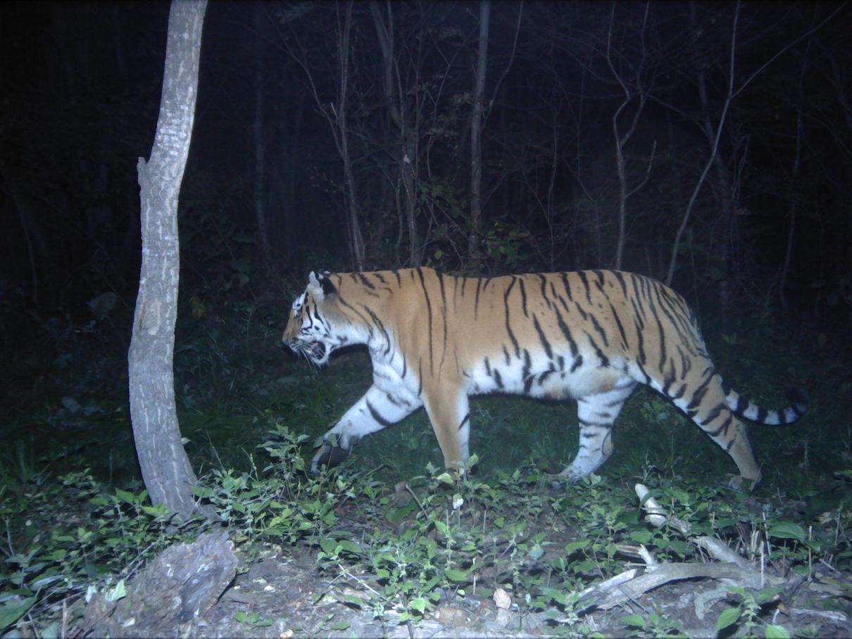 Camera trap footage taken between 2013 and 2018 revealed that about 55 endangered Amur tigers are now living in northeastern China. Experts say the tigers’ reemergence in the region is largely due to Chinese national policies favouring environmental stewardship, including the Natural Forest Protection Project and the establishment of several reserves. Pictured, A tiger slinking past a camera trap in northeast China.