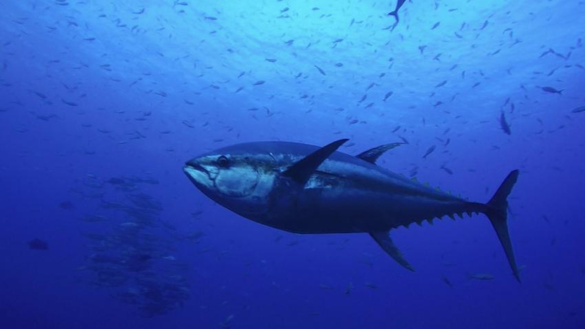 Tuna species are recovering despite growing pressures on marine life