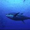 Tuna species are recovering despite growing pressures on marine life overall