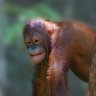 5 THINGS YOU CAN DO TODAY TO STOP PALM OIL DESTROYING OUR PLANET