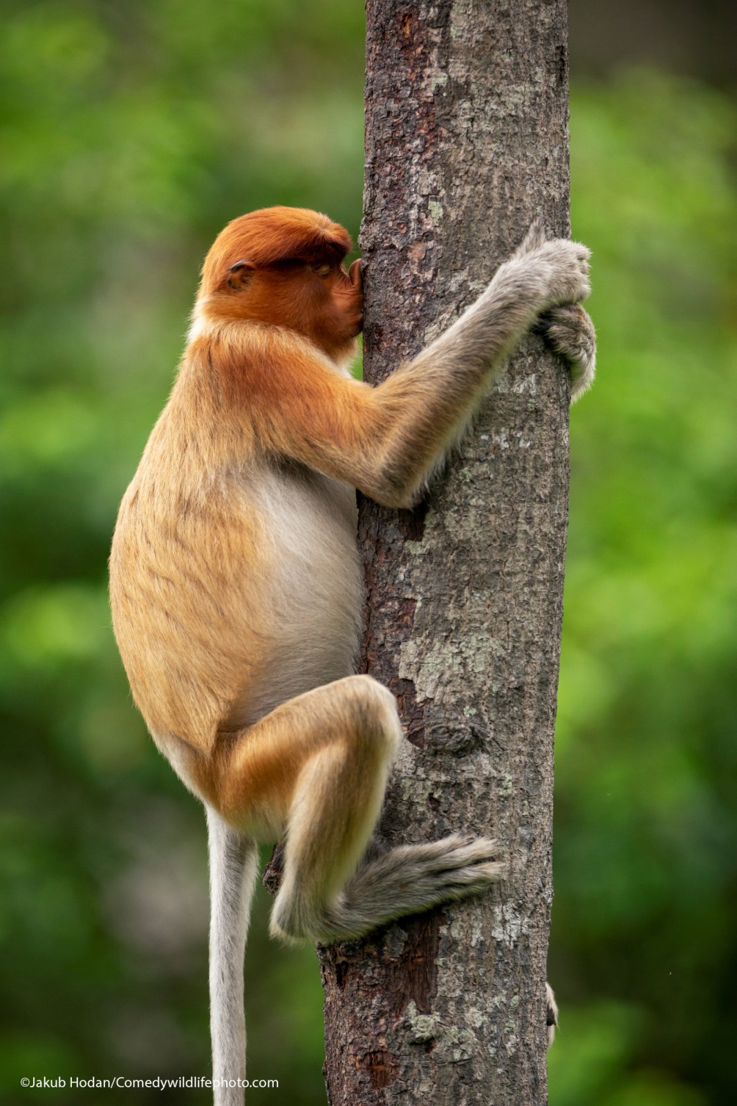 “This Proboscis monkey could be just scratching its nose on the rough bark, or it could be kissing it. Trees play a big role in the lives of monkeys. Who are we to judge...”