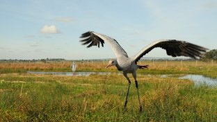 UK’s wild crane population hits record high