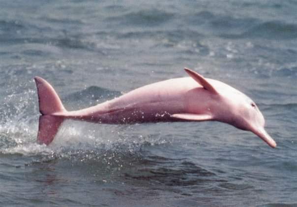 The International Union for Conservation of Nature (IUCN) listed river dolphins as endangered. Their population is steadily decreasing. The birth of the calf gives hope that calves have inherited their mother's genetic mutation which would help in the effort of increasing the population of rare species.