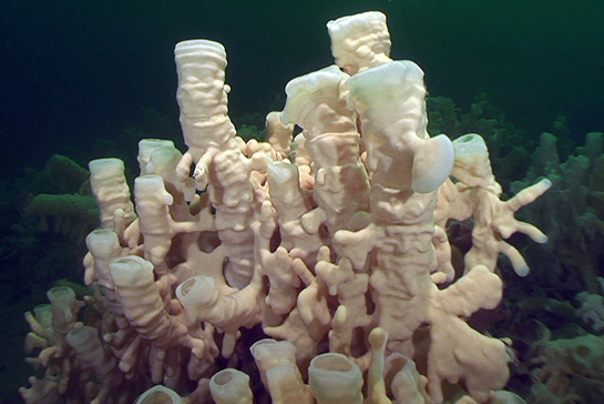 The Hecate Strait reefs are by far the largest living glass sponge reefs. In total they cover hundreds of square kilometres of seafloor and in some places reach the height of an eight-story building. These “living dinosaurs” are built by three species: the finger goblet sponge (Heterochone calyx), the cloud sponge (Aphrocallistes vests), and the fragile and cloud like Farrea occa, with translucent tissues about one millimetre thick.