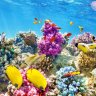 ¿Por qué son tan importantes los arrecifes de coral y cómo podemos conservarlos?