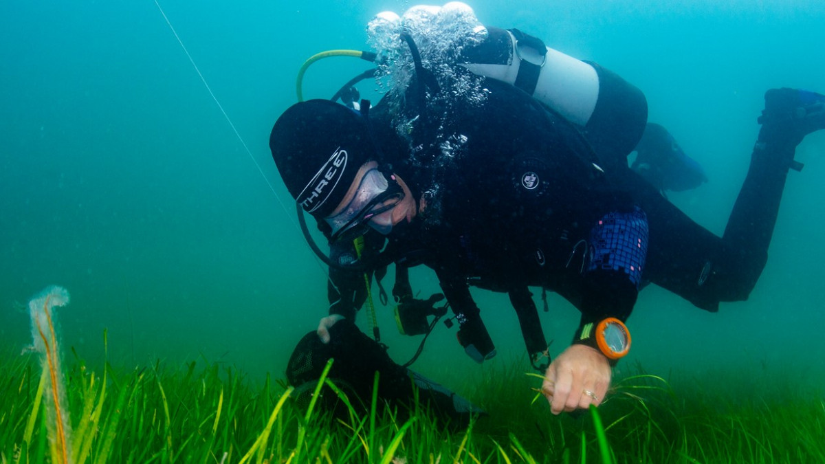 The seagrass, which is found in shallow, sheltered areas along the coast, was reached by snorkelling, diving and wading.