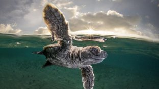 Check out the winners of the Ocean Photographer of the Year Award 2021