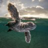 Check out the winners of the Ocean Photographer of the Year Award 2021