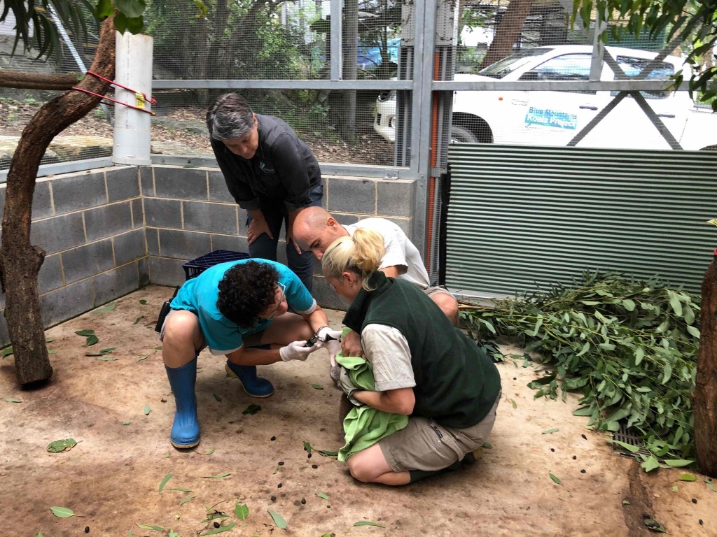“Debido a la gran experiencia de nuestros veterinarios y cuidadores, Taronga es el mejor sitio para acudir cuando hay una emergencia con algún animal, como por ejemplo con estos 12 koalas. Estamos encantados de poder ayudar a Science 4 Wildlife en su misión de salvar a estos koalas.”- Nick Boyle, Director de Welfare de Taronga, Conservación y Ciencia.