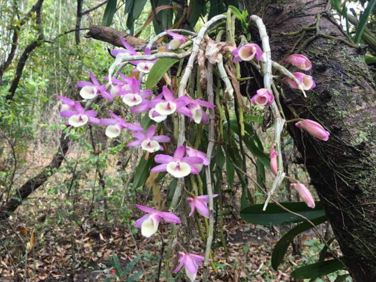 - another orchid species - growing wild in Punshilok