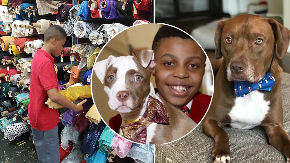 This 11-Year-Old Makes Bow Ties for Dogs to Help Them Get Adopted ...