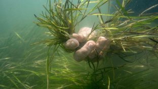 World’s largest seagrass restoration project leads to rapid recovery of coastal ecosystem