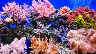 7 surprising REASONS WHY CORALS ARE AWESOME and 7 things you can do to help save them