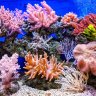 7 surprising REASONS WHY CORALS ARE AWESOME and 7 things you can do to help save them