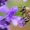 Un nuevo estudio asegura que el veneno de las abejas mata las células agresivas del cáncer de mama