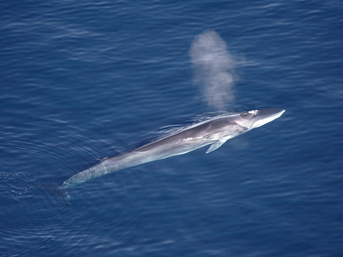 The fin whale is currently classified as Vulnerable on the IUCN Red List, but also their populations worldwide are increasing, and could have passed 100,000 individuals. Photo: Aqqa Rosing-Asvid - Visit Greenland.