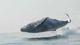 Watch as 40-Ton Humpback Whale Jumps Clear Out Of The Water And Stuns Onlookers