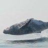 Watch as 40-Ton Humpback Whale Jumps Clear Out Of The Water And Stuns Onlookers