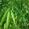 7 reasons why hemp is an awesome crop