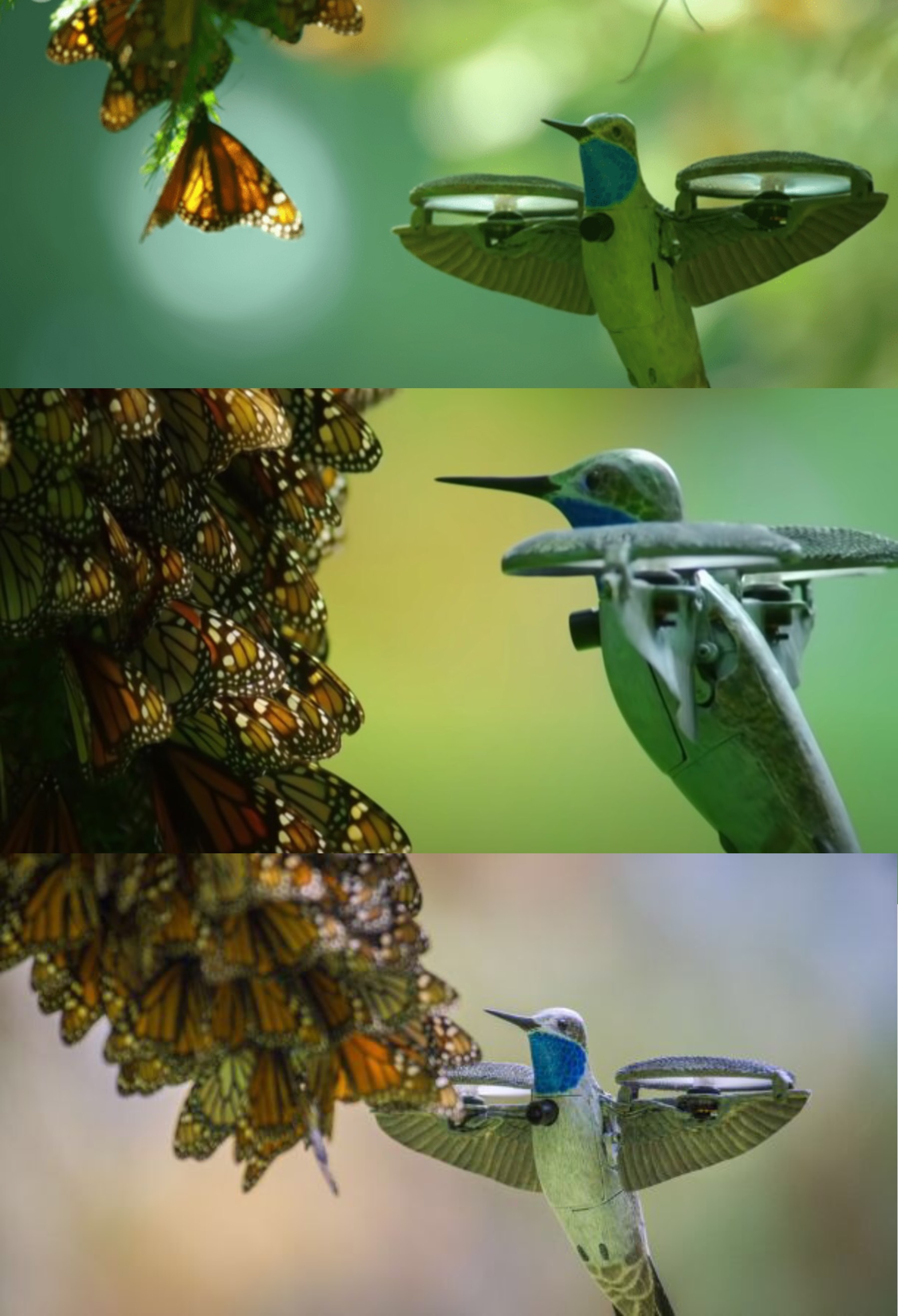 In the mountains of Mexico, a spy hummingbird ventures into the heart of a breathtaking monarch butterfly swarm. Few filmmakers have been able to capture the spectacle this closely.