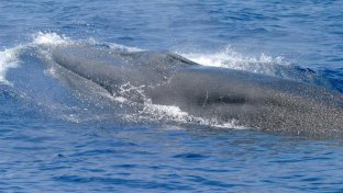 New Whale Species discovered in Gulf of Mexico