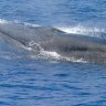 New Whale Species discovered in Gulf of Mexico